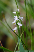 Shining Ladies' Tresses