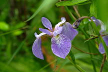 Northern Blue Iris