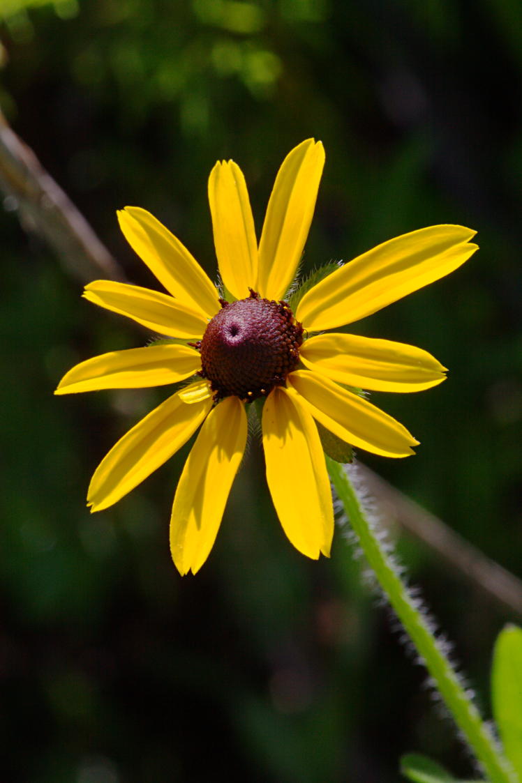 Black-Eyed Susan