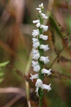 Appalachian Ladies' Tresses