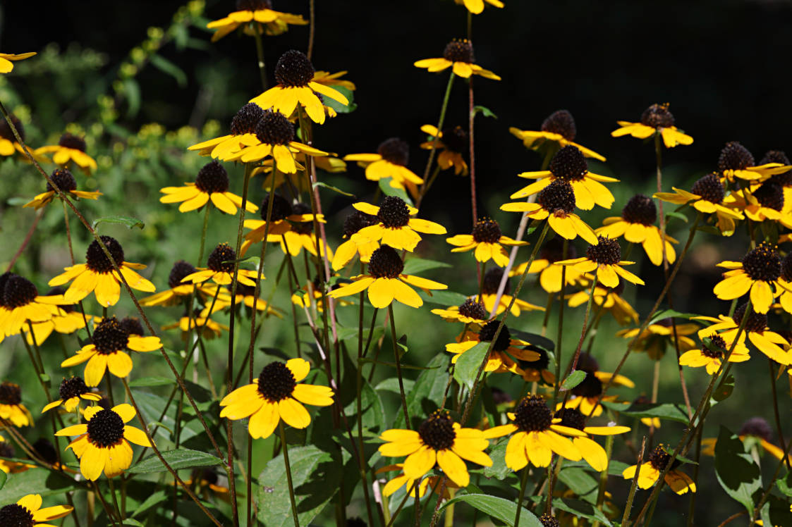 Black-Eyed Susan