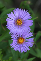 New England Aster