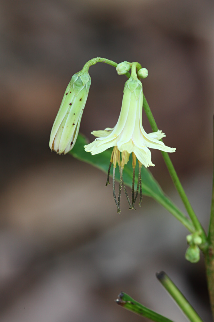 Gall-of-the-Earth