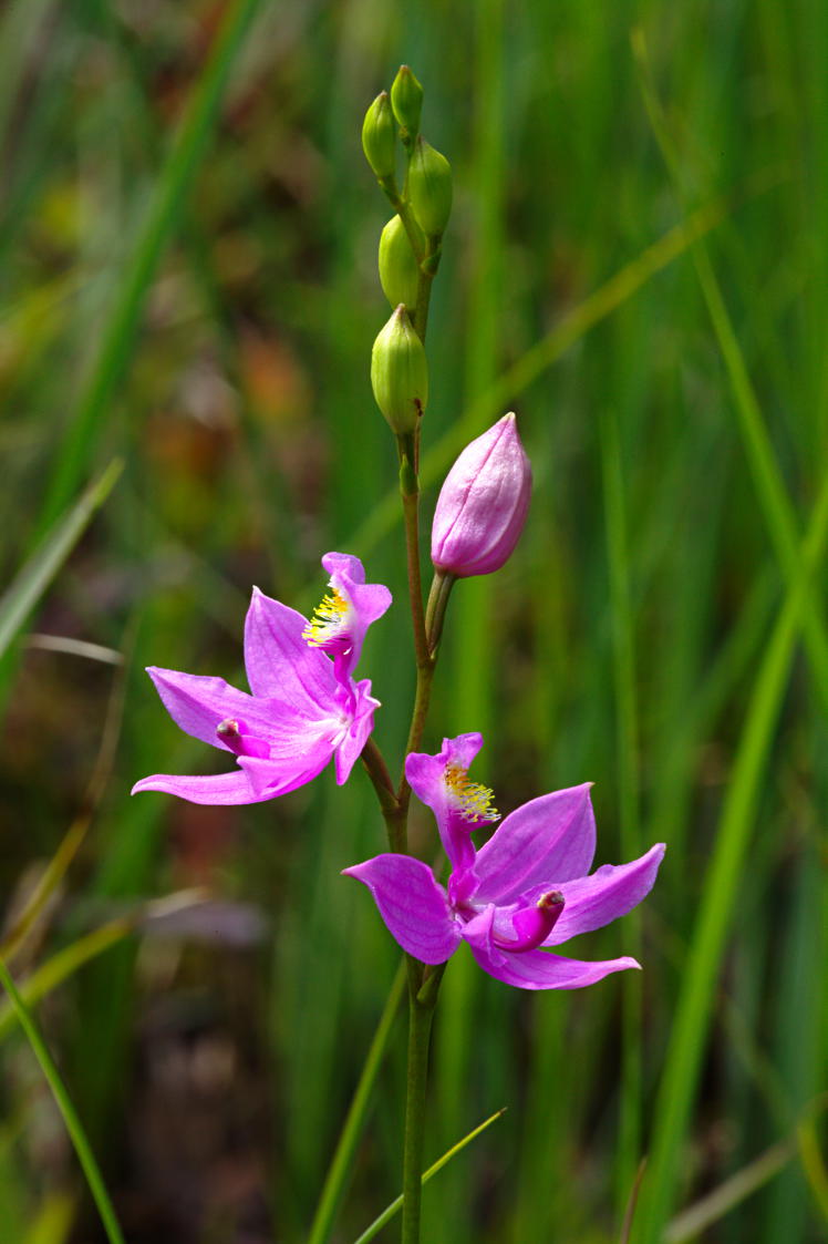 Common Grass Pink