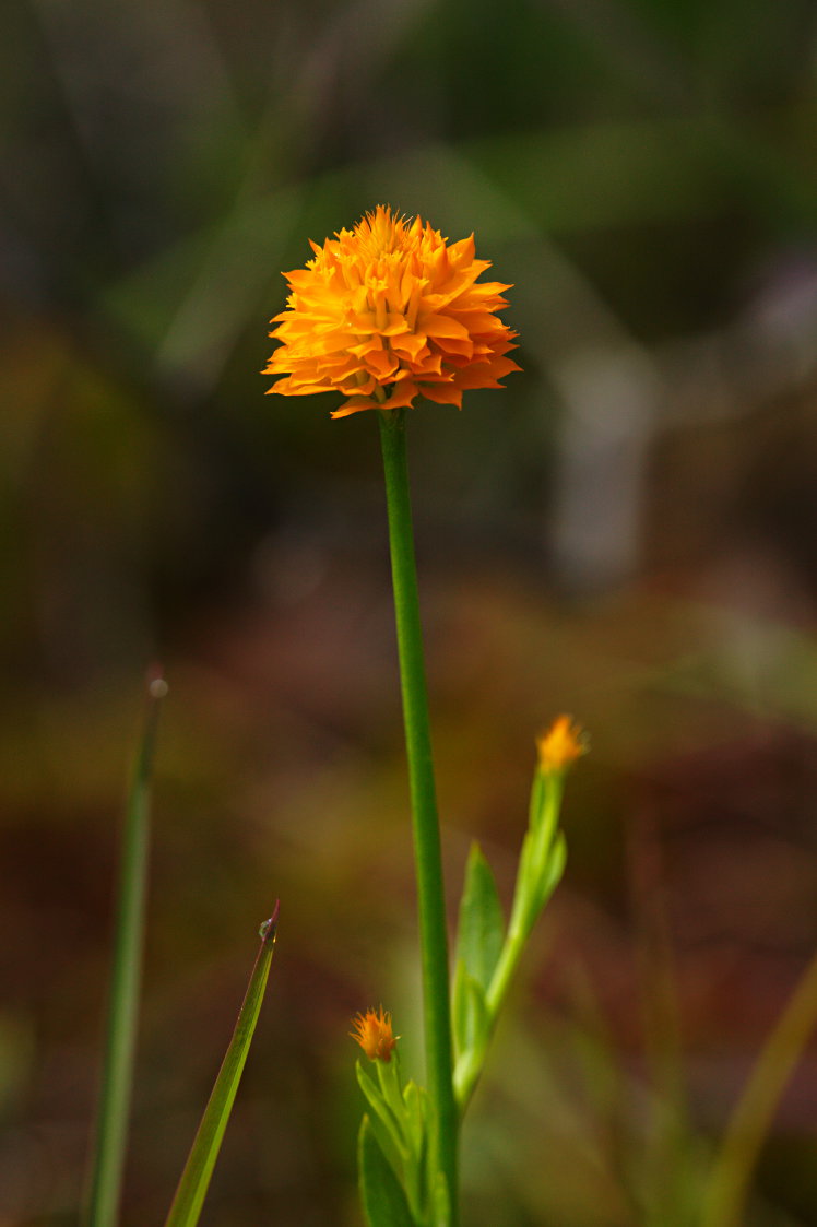 Orange Milkwort