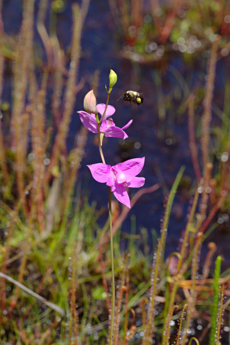 Common Grass Pink