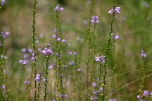 Annual Toadflax