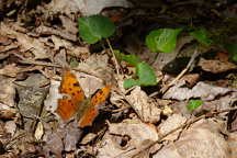 Eastern Comma Butterfly