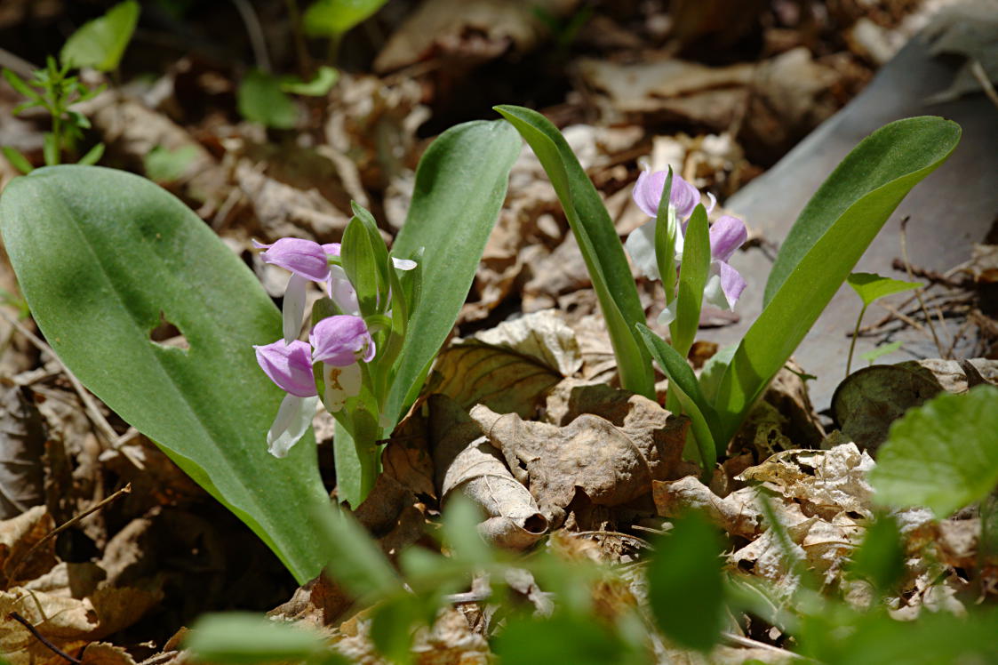 Showy Orchis