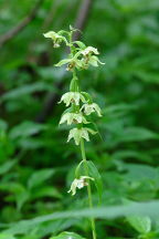 Broad-Leaved Helleborine