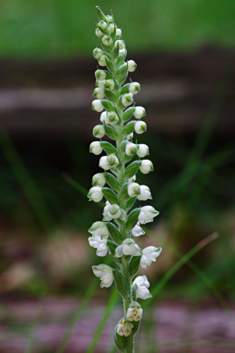 Downy Rattlesnake Plantain