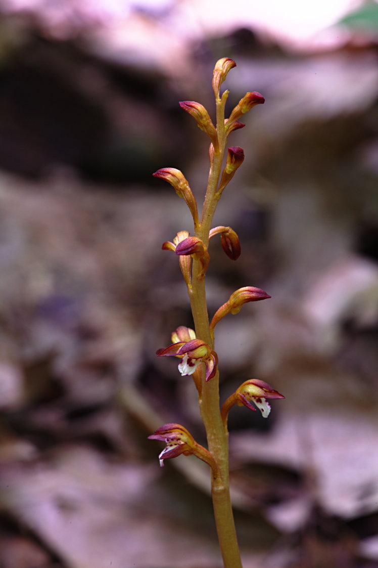 Spotted Coralroot