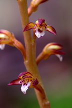 Spotted Coralroot