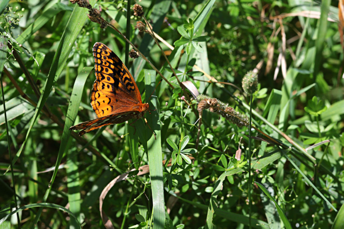 Great Spangled Fritillary