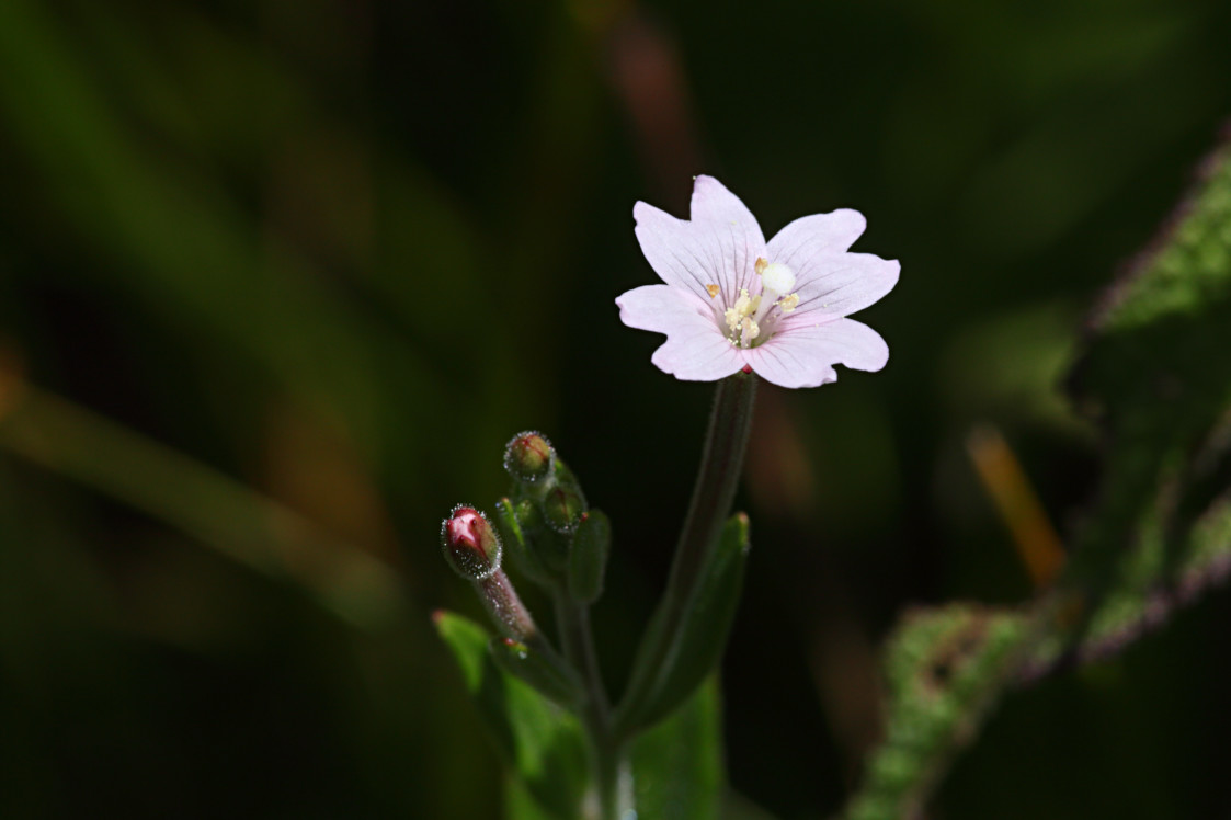 Downy Willowherb