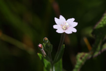 Downy Willowherb