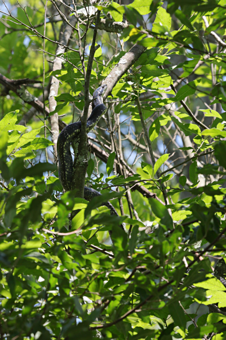 Black Rat Snake