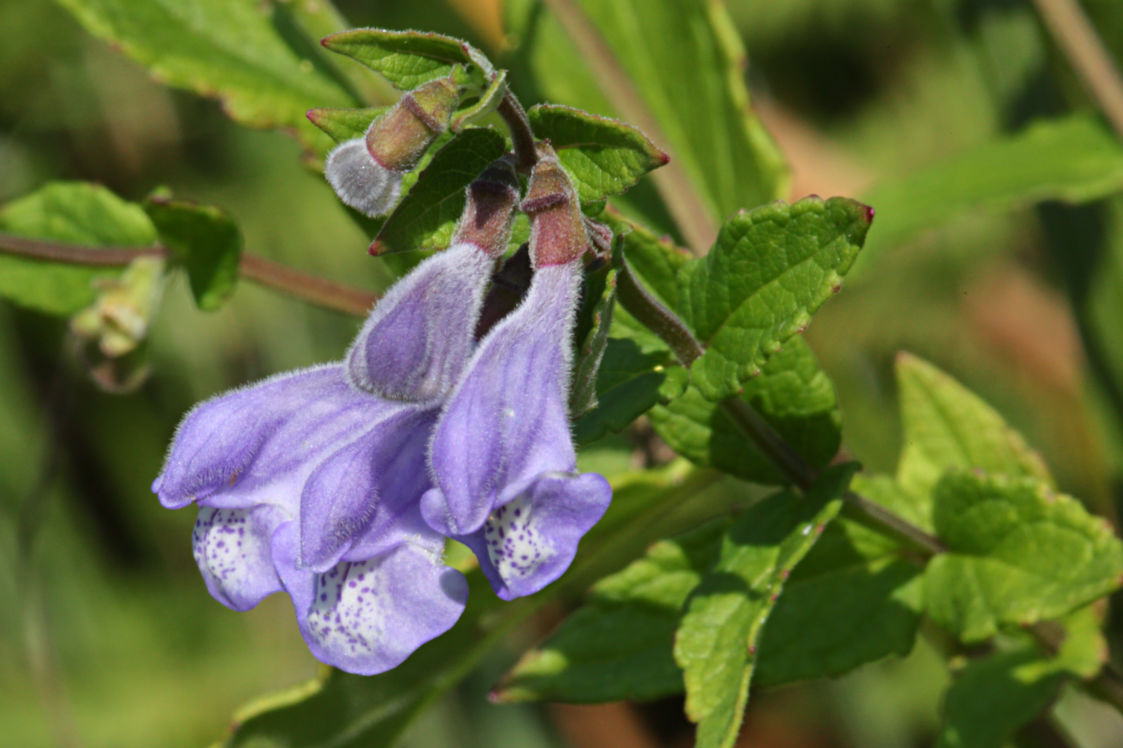 Marsh Skullcap