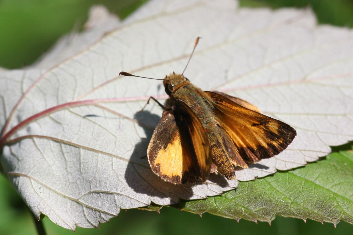 Indian Skipper