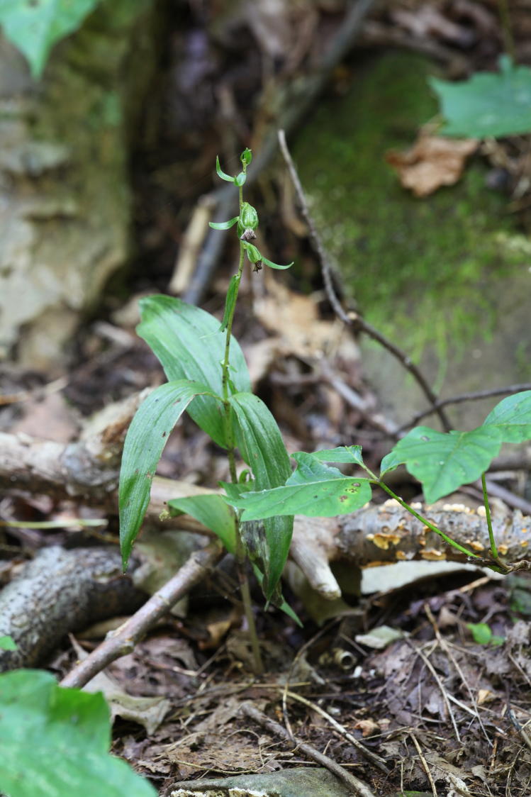 Broad-Leaved Helleborine