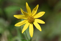 Rough-Leaved Sunflower