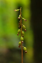 Autumn Coralroot