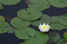 Common Water Lily