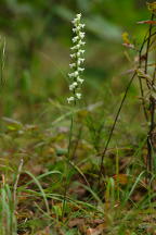 Yellow Ladies' Tresses