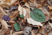 Cranefly Orchid