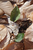 Cranefly Orchid