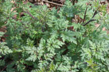 Forest Phacelia