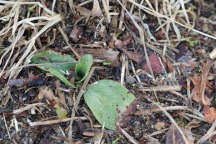 Southern Slender Ladies' Tresses