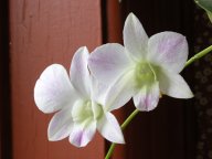 Dendrobium Emma White