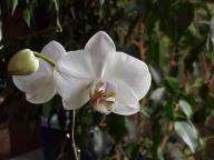 Phalaenopsis (unnamed)