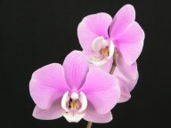Phalaenopsis #2