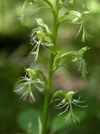 Green Fringed Orchis