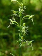 Green Fringed Orchis