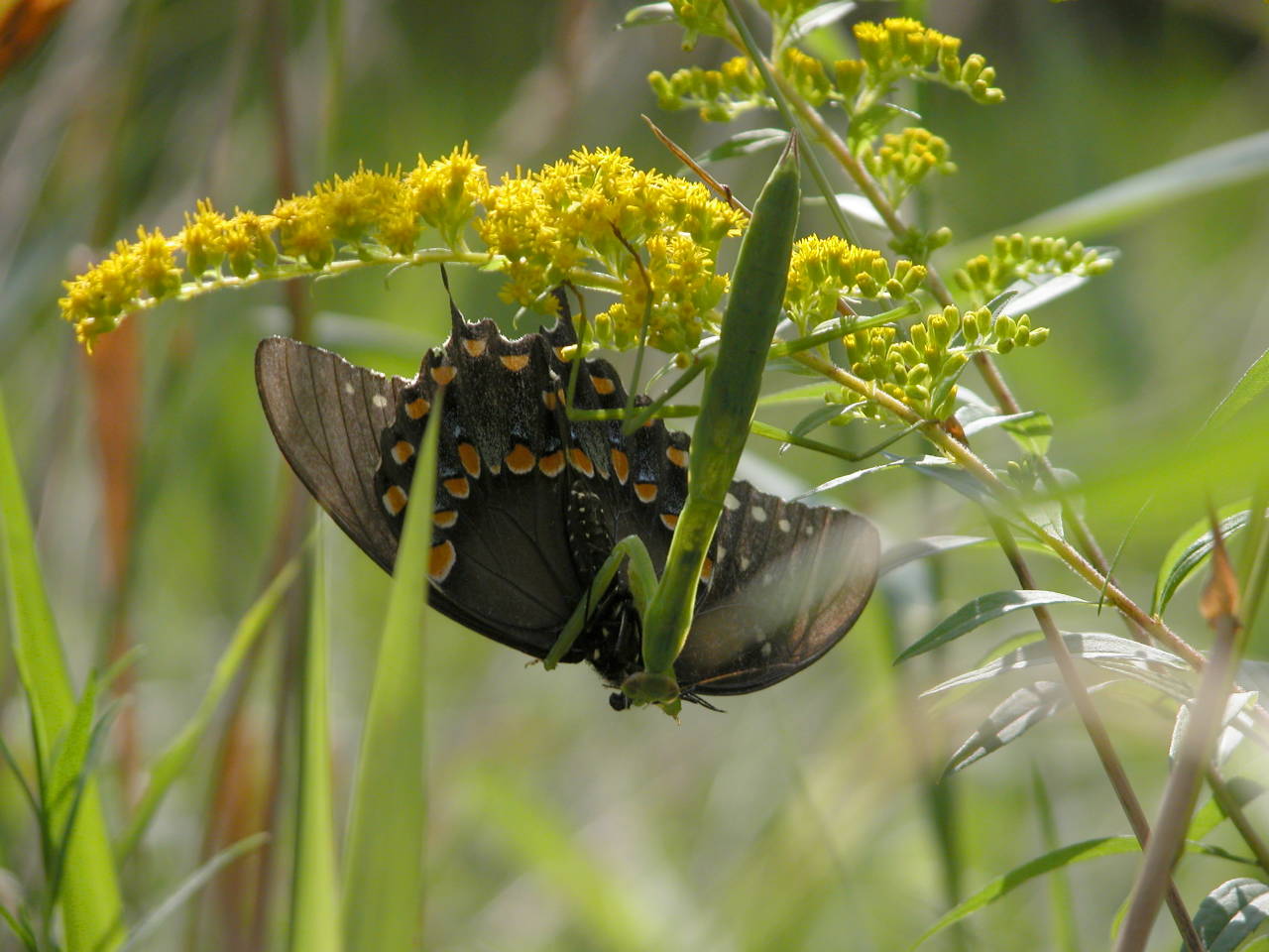 Butterfly and Preying Mantis on Wrinkle-Leaved Goldenrod