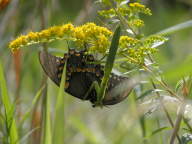 Butterfly and Preying Mantis on Elm-Leaved Goldenrod