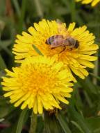 Honeybee on Common Dandelion