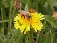 Honeybee on Common Dandelion