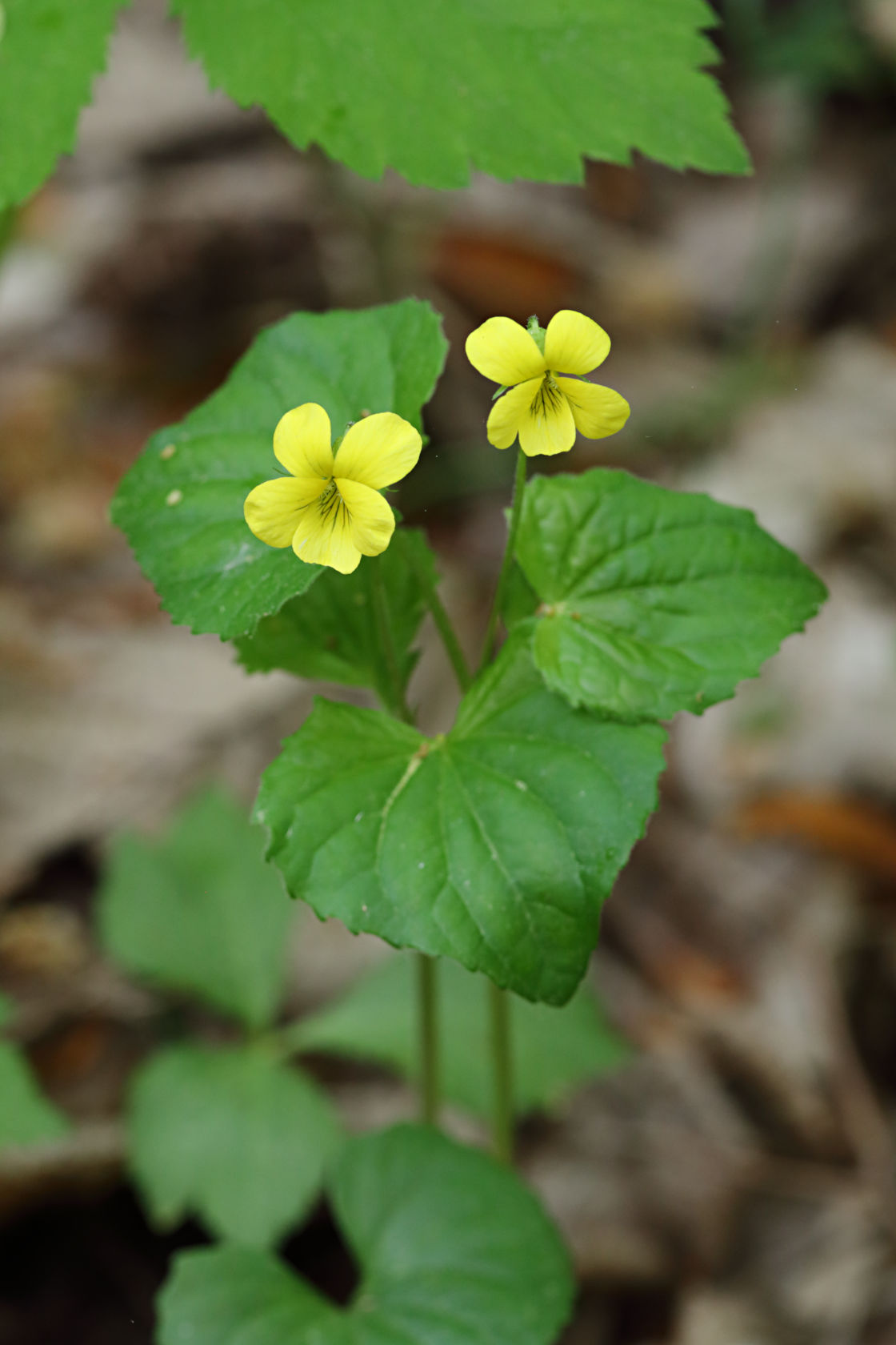 Smooth Yellow Violet