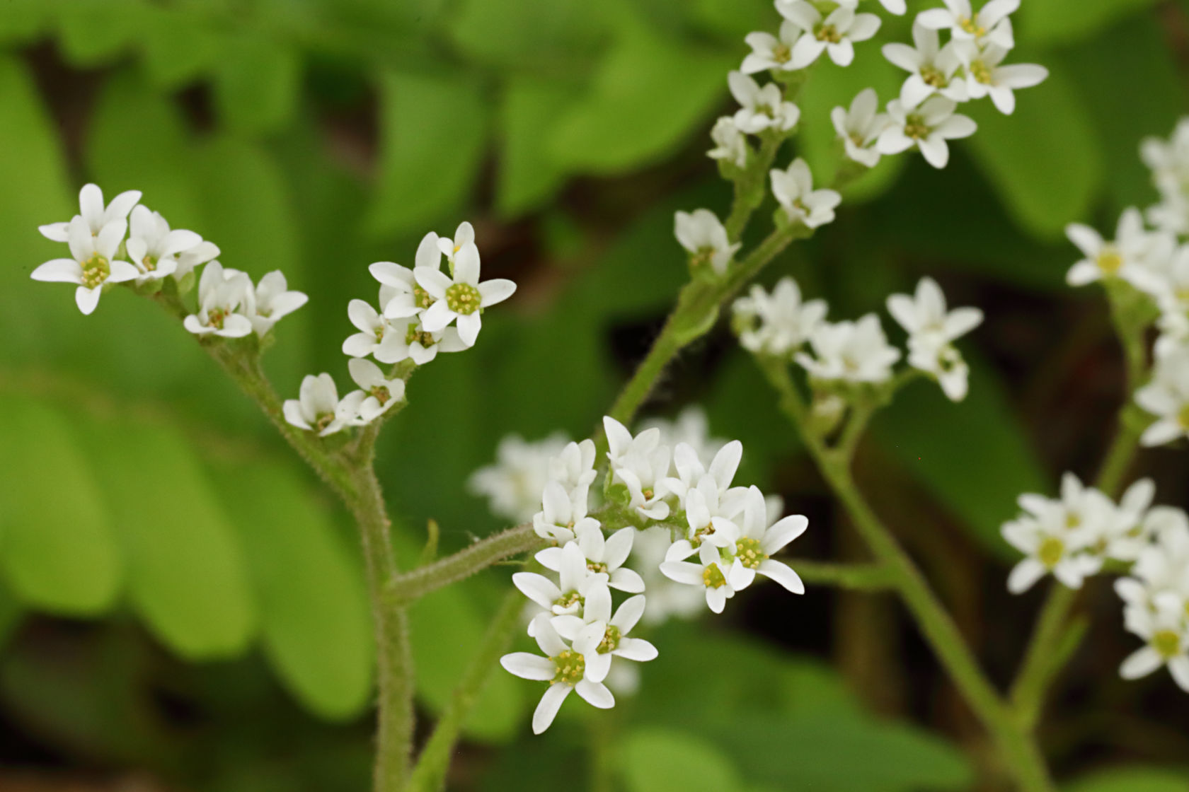 Early Saxifrage