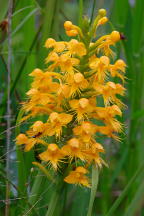 Orange Crested Orchis