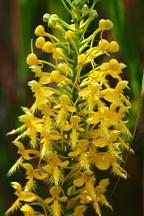 Bicolor Hybrid Fringed Orchis