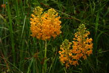 Orange Fringed Orchis