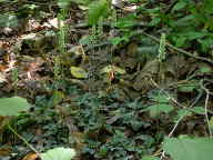 Downy Rattlesnake Plantain