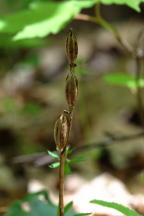 Showy Orchis Seed Capsules