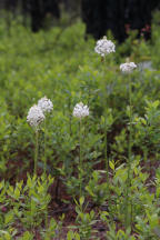 Xerophyllum asphodeloides