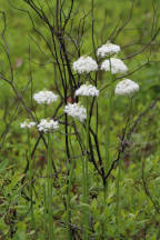 Xerophyllum asphodeloides
